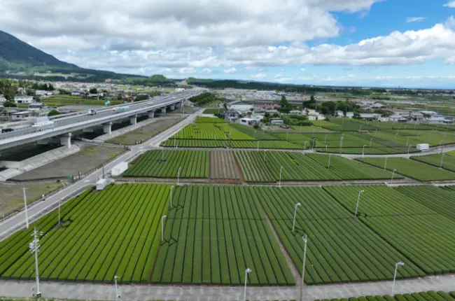 海と山に囲まれた鈴鹿で茶園を運営しています！